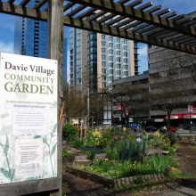The community garden at Davie Village