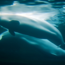 Beluga Whales at Vancouver Aquarium in Stanley Park