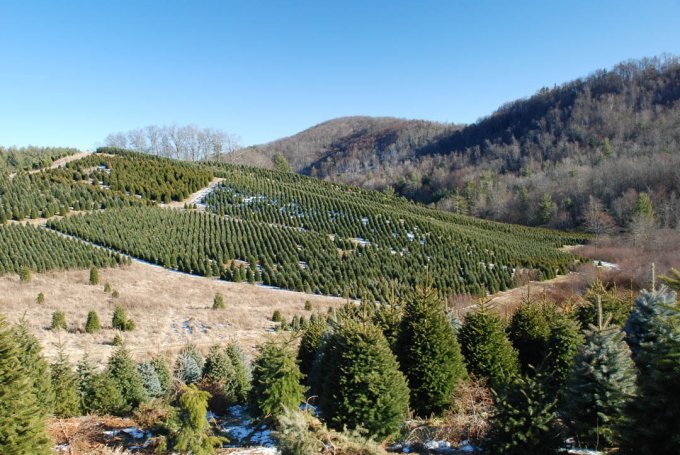 NC Christmas Tree Farm