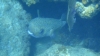Pufferfish at Sandy Spit