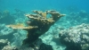 Coral at Diamond Cay