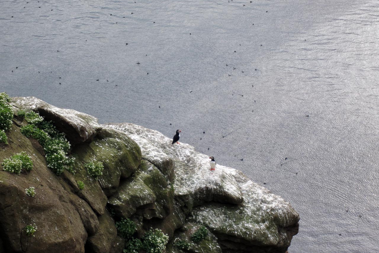 puffins on cliff