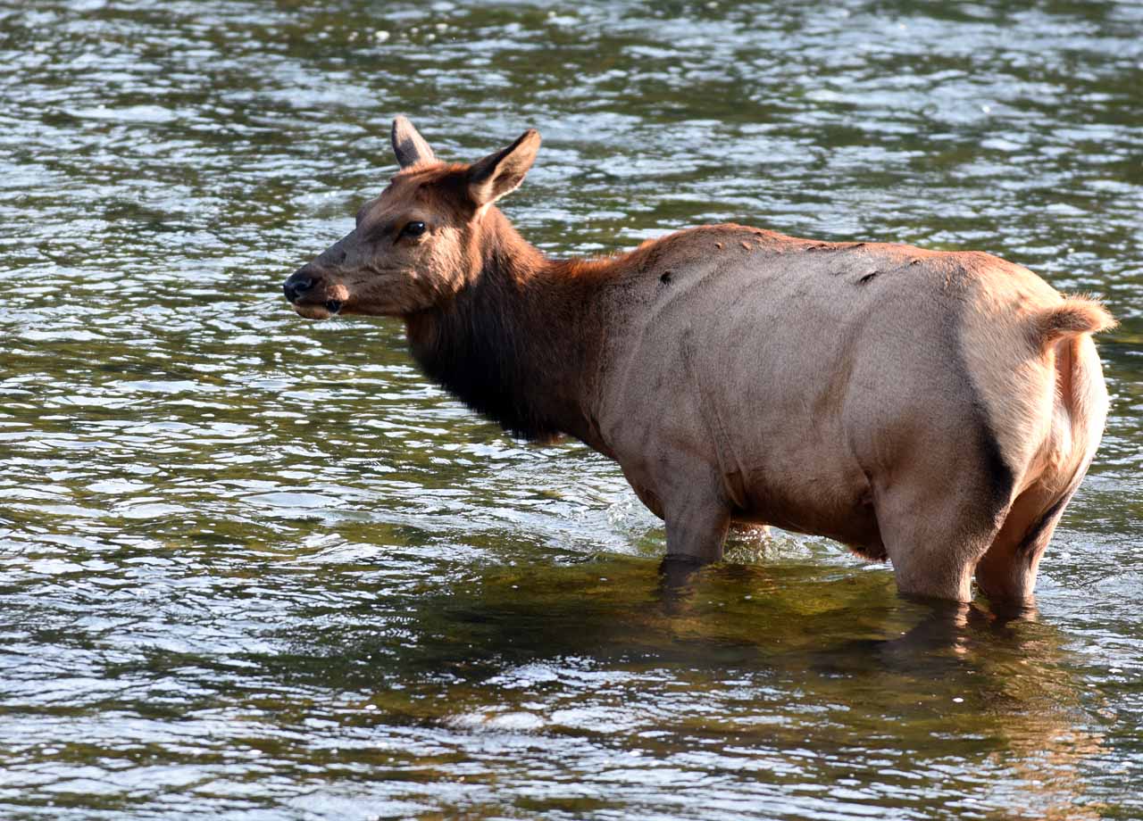 Elk-Ystone