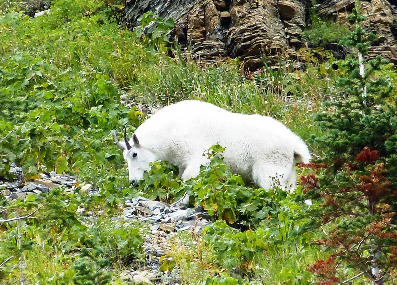 Glacier mountain goats-BM