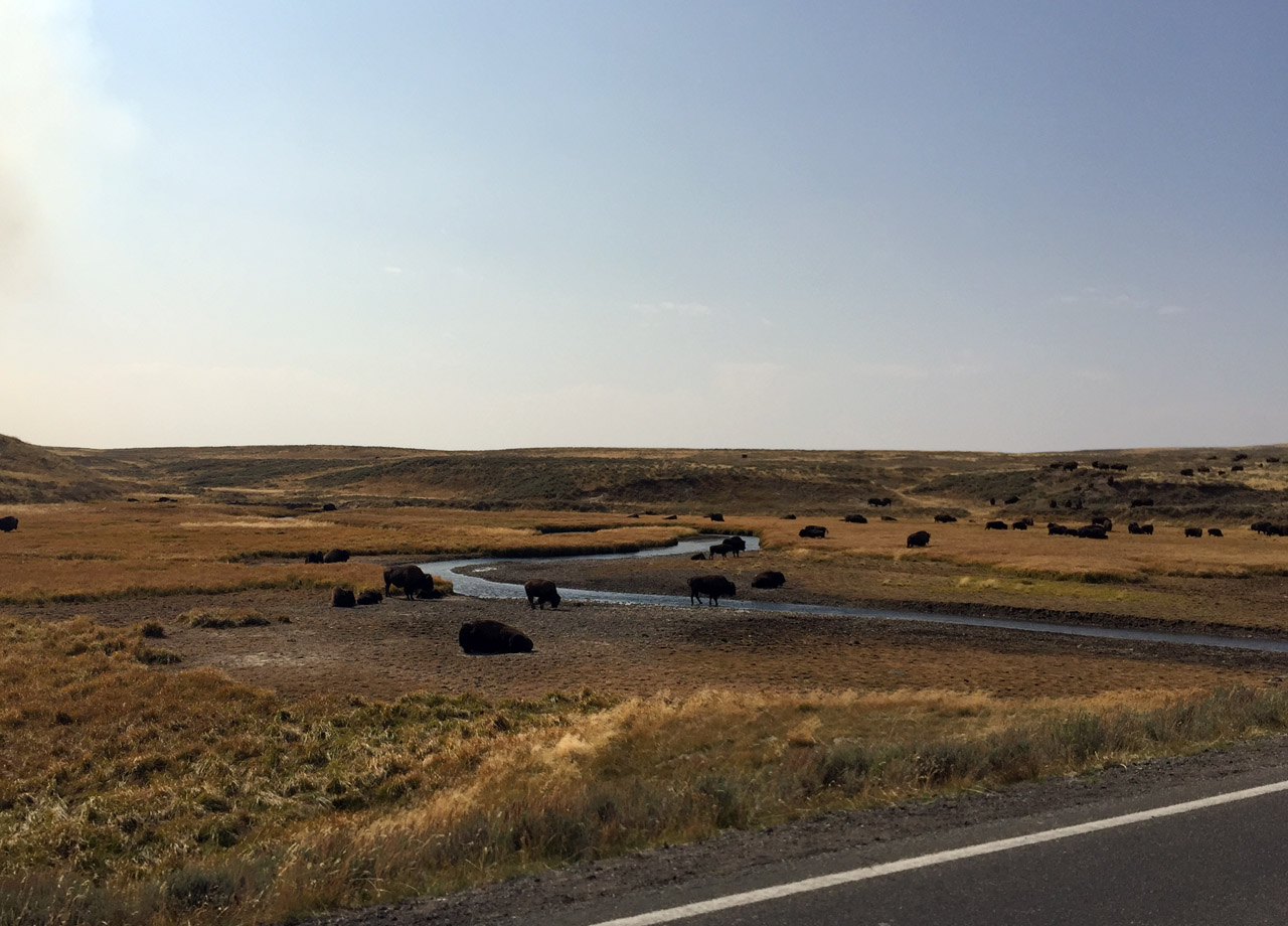 Herd of bison-Yellowstone