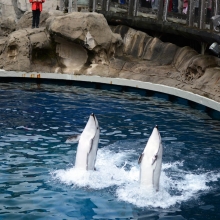 Dolphins at Stanley Park Aquarium